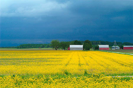 8_Yellow Field